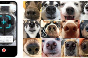 犬の「鼻紋」をAIが解析して個体識別、新型アプリがリリース 画像