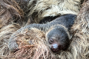 フタユビナマケモノの赤ちゃんが誕生、お母さんにしがみついてすくすく成長…伊豆シャボテン動物公園 画像