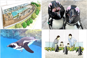 仙台うみの杜水族館、ケープペンギンの新施設をオープン…7月15日 画像