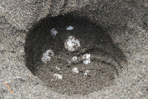 鴨川シーワールド、東条海岸で今年初めてのアカウミガメの産卵を確認 画像