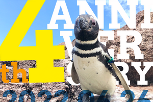 うみがたり、開館4周年イベントを開催…主役はマゼランペンギン 6月25日から 画像
