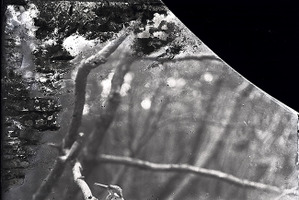 企画写真展「100年前にカワセミを撮った男・下村兼史－日本最初の野鳥生態写真家－」開催…9月30日まで 画像