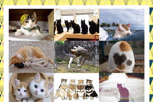 飛び猫、入場料が全額猫のために使われる写真展「ねこ専」を開催…7月11日、12日 画像