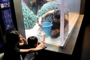 サンシャイン水族館、水槽の水を全部抜き大掃除をする「水槽ピカピカ大作戦！」を実施…7月13日・15日～17日 画像