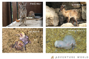 アドベンチャーワールド、6月に誕生した4種類の動物の赤ちゃんがすくすく成長中 画像