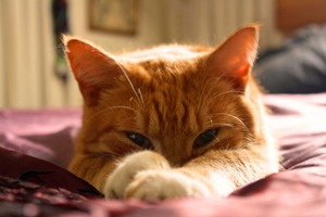 【猫がなりやすい病気】膵炎編…症状は非特異的、慢性化や糖尿病の併発に注意 画像