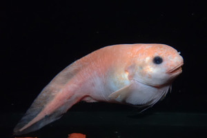 アクアマリンふくしま、新種の深海魚を発見！「モユククサウオ」と命名…標本を館内で展示 画像