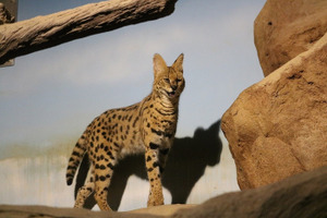 福山市立動物園、夜間の動物の生態や行動が観られる「夜の動物園」を開催…8月の毎週土曜日 画像