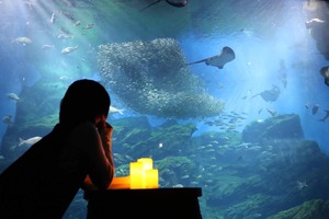仙台うみの杜水族館、「おひとりさまナイト水族館+」を4週連続開催…9月12日・19日・26日・10月3日 画像