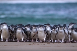 野生動物の楽園オーストラリア・フィリップ島よりペンギンパレードを毎日生配信 画像