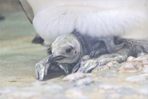 仙台うみの杜水族館、オウサマペンギンのヒナ誕生…8月29日より公開中 画像