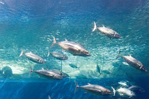 アクアマリンふくしま、潮目の海を象徴する魚・カツオを大水槽に搬入 画像