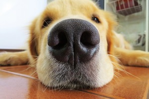 犬の嗅覚ってどのくらいすごいの？ こんな所に注意しよう 画像
