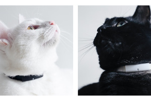 RABO、「猫の生活をテクノロジーで見守る」Catlogリリースから1周年 画像