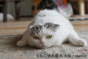 猫クリエイターが集結する合同写真展＆物販展「ねこ休み展」、1年ぶりに大阪で開催…10月16日～10月25日 画像