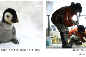 アドベンチャーワールド、エンペラーペンギンの赤ちゃんを親元へ…10月19日 画像