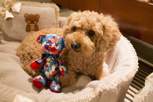 ヒルトン東京、愛犬と一緒のステイケーション宿泊プランをGo Toトラベルキャンペーンの対象へ 画像