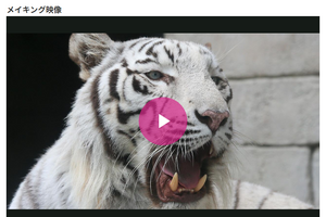 朝日新聞社「放課後たのしーと」サイトにてバーチャル動物園が開園 画像