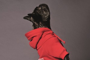ディースクエアード、犬用服飾＆アクセサリーブランドPoldo Dog Coutureとコラボ 画像