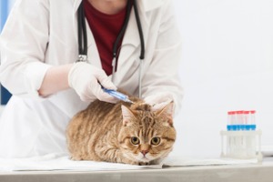 続・犬猫のワクチン接種について vol.2…猫は他の猫との接触機会を考慮した接種を 画像