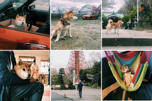 柴犬・小春、トヨタのコペン GR SPORTに乗っておでかけ！「小春がオープンカーで旅にでた」…11月1日から配信 画像