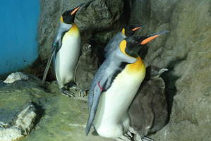 鴨川シーワールド、オウサマペンギンのヒナ3羽が順調に成長中…一般公開中 画像