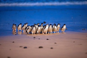 オーストラリア・フィリップ島より「ペンギンパレード」日本語配信開始…11月の毎週土曜日 画像