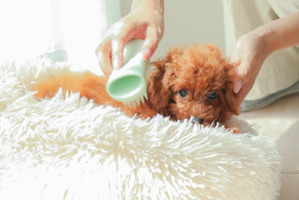 子犬用ヘアケアブラシ「ペットティーザー パピー」発売 画像
