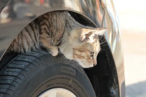 クルマに乗る前にチェック！「猫バンバン」で安全確認を…意外な小動物トラブルにも注意 画像
