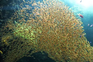 アクアマリンふくしま、「流行魚大賞2020」の結果を発表 画像