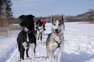星野リゾート トマム、大雪原を駆け巡る「犬ぞりツアー」を開催…12月22日から 画像