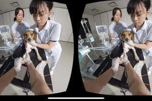 麻布大学、VRを活用した獣医学教育を実践…3D動画で手術や処置の手技を学ぶ 画像
