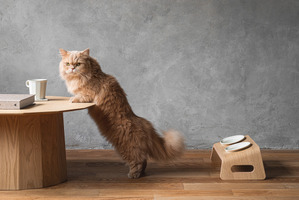 カリモク家具、猫用木製家具「KARIMOKU CAT TABLE」の予約注文を開始 画像