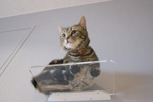 カツデンアーキテック、猫の裏側を堪能できる「アクリルステップ」とキャットタワーにも使える「半円ボード」を発売 画像