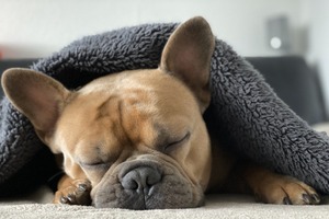 愛犬の睡眠は足りている？　きちんと休めるように注意したいこと 画像