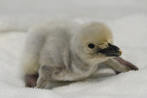 アドベンチャーワールドでペンギンのベビーラッシュ、6種類25羽の赤ちゃんが誕生 画像
