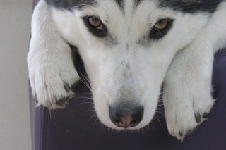 21年6月の犬記事一覧 動物のリアルを伝えるwebメディア Reanimal