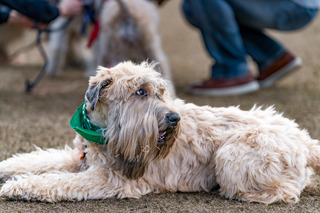 犬記事一覧 動物のリアルを伝えるwebメディア Reanimal