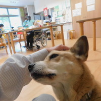 宝島社 看取り犬 文福 人の命に寄り添う奇跡のペット物語 を刊行 4枚目の写真 画像 動物のリアルを伝えるwebメディア Reanimal