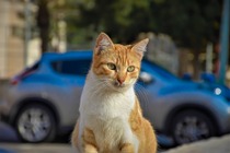 “猫がクルマに入り込んだことによるトラブル”の救援要請件数、1月は22件…JAF