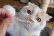 合同写真展&物販展「ねこ休み展 in 仙台」開催…3月20日~4月11日