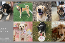 アクセサリーブランドgray、犬用アクセサリー着用モデルオーディションを開催…3月16日まで