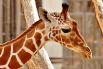 新型コロナ対策で動物園の臨時休園は4月も延長、SNSで配信続ける…まとめ