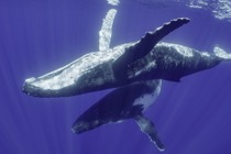 ジェームズ・キャメロン製作総指揮のドキュメンタリー「クジラと海洋生物たちの社会」、Disney+にて配信…4月22日から