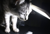 【赤ちゃんと猫 vol.14】深夜に鳴り響いた火災警報! 初めての事態に猫は…