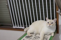 部屋の換気を手軽に…つっぱり棚で猫の脱走防止窓をつくる【ねこDIY】