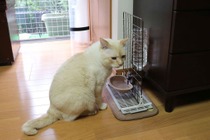 いつでも新鮮な水を…100円ショップのグッズで水飲み場づくり【ねこDIY】