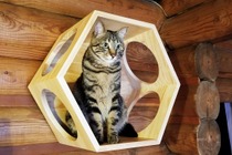 軽井沢プリンスホテル イーストに猫と宿泊できる「キャットコテージ」が登場