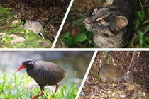 奄美・沖縄が世界自然遺産に登録…アマミノクロウサギ、イリオモテヤマネコってどんな動物?