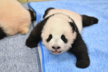 パンダの赤ちゃん、歯が生えて動きも活発に…音慣れの練習中 上野動物園